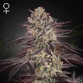Biscotti Auto > Greenhouse Seeds